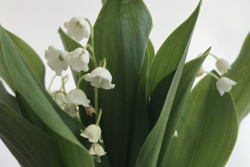muguet